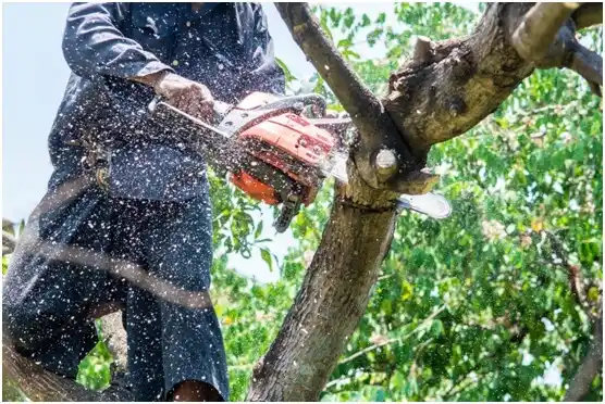 tree services Loganton